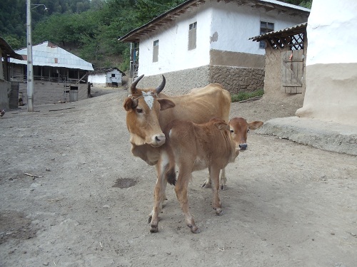 رشته رود گیلان، رشته رود رشت، رشته رود  رودبار، رشته ر ود رستم آباد، رشته رود رستم آباد شمالی، روستای رشته رود رودبار، رشته رود کجاست؟ سفر به رشته رود، مسر ورود به رشته رود گیلان، راه های ورود به رشته رود، جاذبه های دیدنی رشته رود